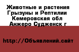 Животные и растения Грызуны и Рептилии. Кемеровская обл.,Анжеро-Судженск г.